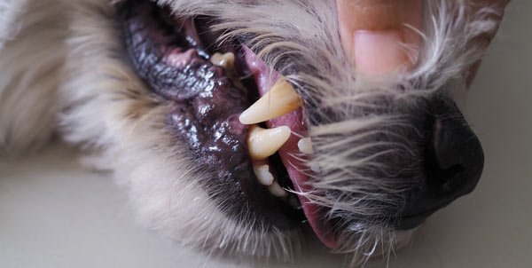 Dispnea nel cane e nel gatto fame d'aria cianosi | Clinica La Veterinaria
