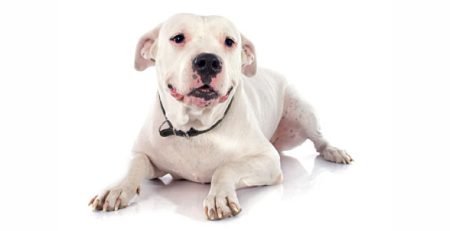 Dogo Argentino | Clinica La Veterinaria