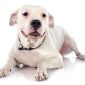 Dogo Argentino | Clinica La Veterinaria