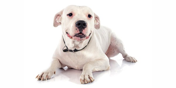 Dogo Argentino | Clinica La Veterinaria
