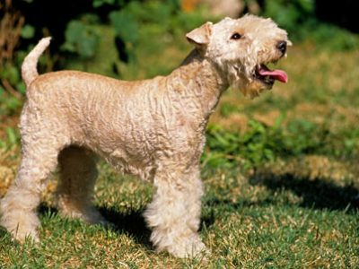 Lakeland Terrier | Clinica La Veterinaria