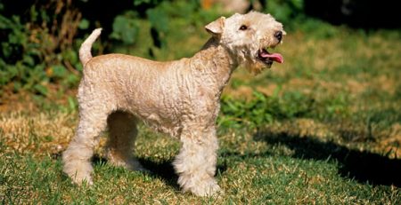 Lakeland Terrier | Clinica La Veterinaria
