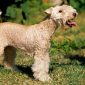 Lakeland Terrier | Clinica La Veterinaria