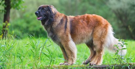 Leonberger | Clinica La Veterinaria