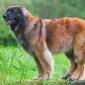 Leonberger | Clinica La Veterinaria