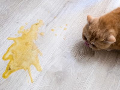 Vomito nel cane e nel gatto | Clinica La Veterinaria