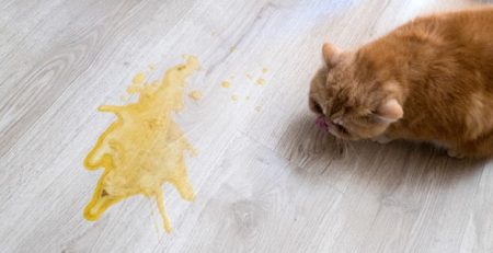 Vomito nel cane e nel gatto | Clinica La Veterinaria