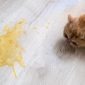 Vomito nel cane e nel gatto | Clinica La Veterinaria