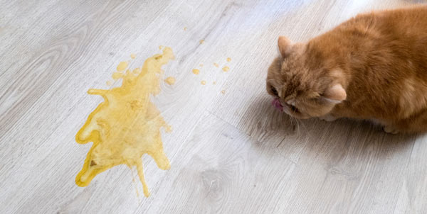 Vomito nel cane e nel gatto | Clinica La Veterinaria