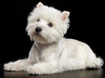 West Highland White Terrier Westie | Clinica La Veterinaria