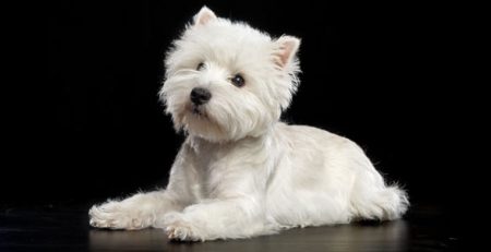 West Highland White Terrier Westie | Clinica La Veterinaria