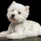 West Highland White Terrier Westie | Clinica La Veterinaria