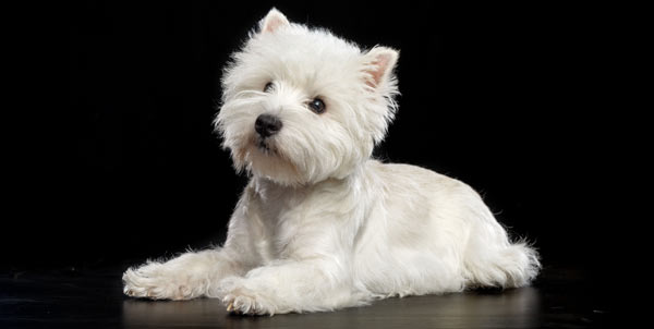 West Highland White Terrier Westie | Clinica La Veterinaria